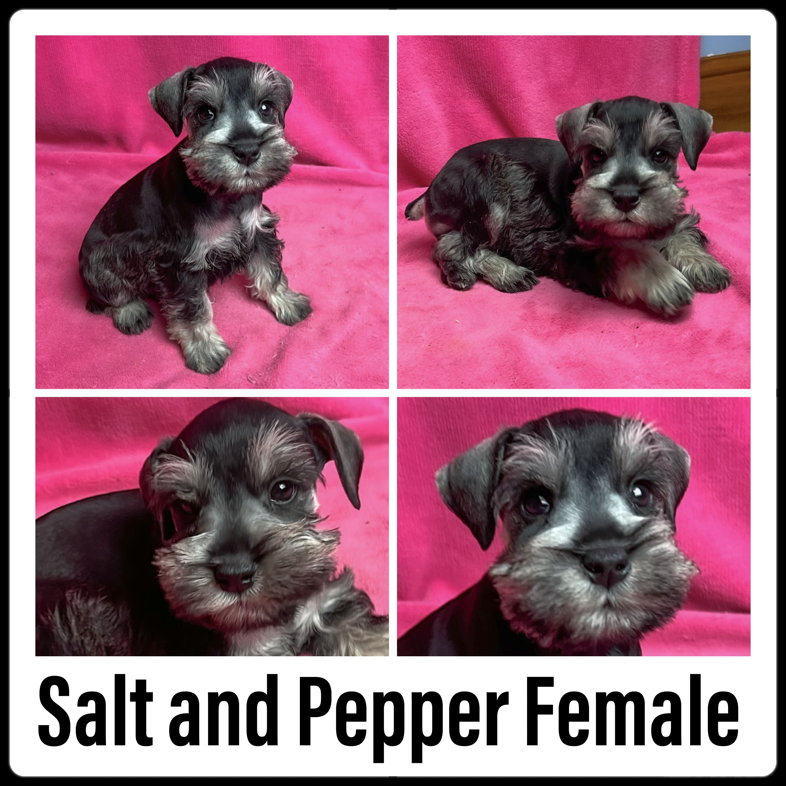 Salt & Pepper Female Minature Schnauzer